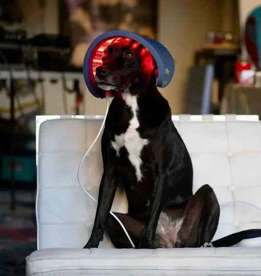 files/Best_red_light_led_for_pets_Celluma_5.webp